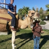 giddy up ranch pony ride  and petting zoo gallery