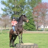 Katy Nichoalds Horsemanship gallery