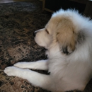 Double-C For Great Grooming - Dog Training