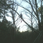 AAA Tree Service