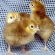 Hatchright tm pre incubation egg spray all natural , Increases hatch rate