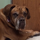 Superior Animal Hospital and Boarding Suites - Veterinarians