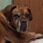 Superior Animal Hospital and Boarding Suites