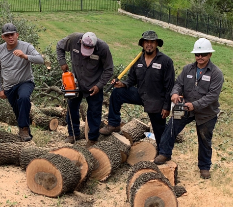 Sal's Landscape & Tree Service - Irving, TX. J R's crew.  You can see how huge the trunk was!