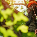 Robert Tree Services - Tree Service