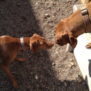 Bark Zone-Doggie Daycare - Pet Boarding & Kennels