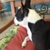 South Cooper Animal Hospital gallery