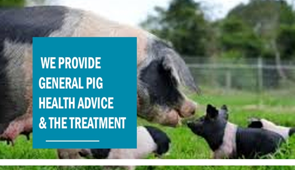 Hartley Valley Vets - Little Hartley, NSW. We Provide General Pig Health Advice & The Treatment