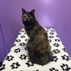 Paws Purrs and Exotic Animal Hospital gallery