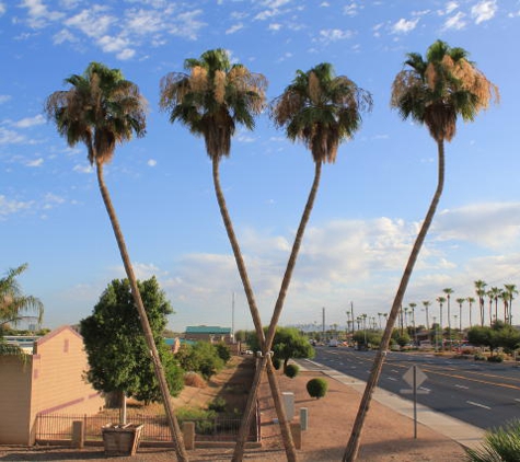 Treeland Nurseries - Mesa, AZ