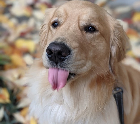 Trails and Tails Dog Walking - Seattle, WA. Goldens are Goofs!