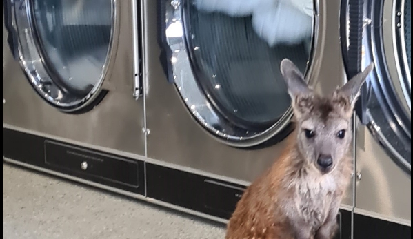 LAC Laundry. LAC LAUNDRY
