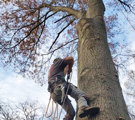 A1 Tree Service - Charleston, WV