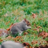 Willard Pest Control gallery