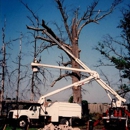 Dave's Tree Surgeons - Stump Removal & Grinding