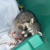 NCS Wildlife Solutions gallery