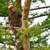 Carol's Tree Service gallery