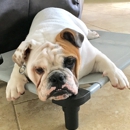 Clear K9 Training & Rehabilitation - Dog Training