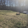 East Coast Tree Experts LLC gallery