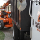 Black Bear Tree Service