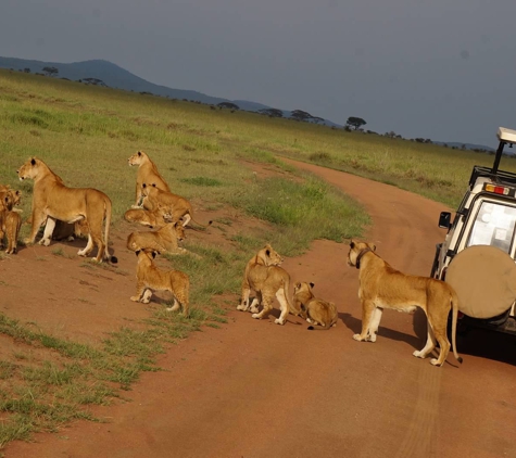 Ombeni African Safaris - Middleton, WI