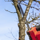 Anthony Tree Care - Tree Service