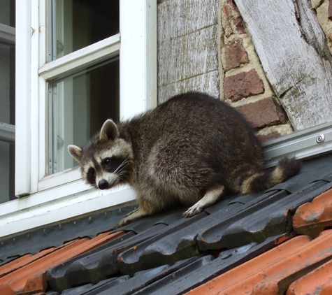 Eastside Exterminators - Woodinville, WA