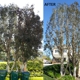 South Green Tree Care
