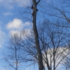 lumberjacks tree &property services gallery