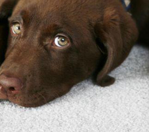 Freedom Carpet Cleaning - Raymond Terrace, NSW