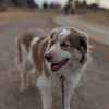 South Platte Park and the Carson Nature Center gallery