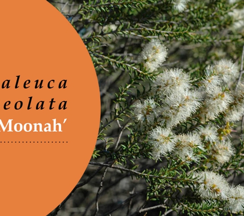 Glenvue Wholesale Nursery - Rye, VIC. Melaleuca Lanceolata 'Moonah'