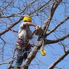 Chop Chop Tree