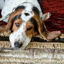 American Rug Laundry - Carpet & Rug Repair