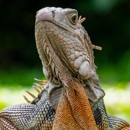 Blythewood Wildlife Removal - Pest Control Services