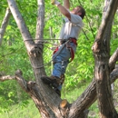 Tree Climber Cutter for Hire - Tree Service