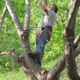 Tree Climber Cutter for Hire