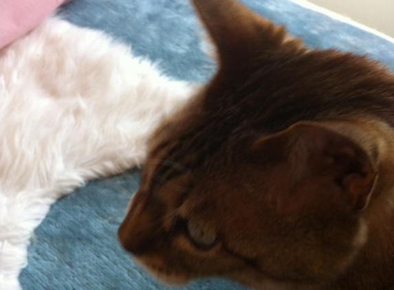 Pets Life Veterinary Care - Launceston, TAS