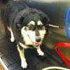Pet Supplies Plus gallery