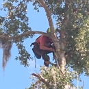 Michael Wagner Tree Service - Tree Service