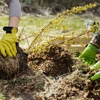 Brothers Best Tree Service gallery