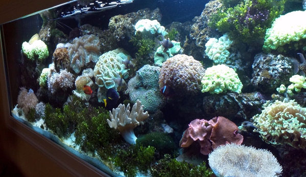 Five Star Aquarium Service - Pasadena, CA