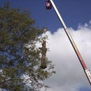 Beaver Tree Service Inc - Tree Service