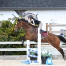 Dunromin Arabians - Horse Breeders