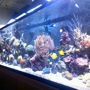 Picasso Exotic Aquatics