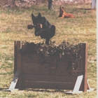 Masters Boarding Kennels
