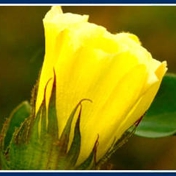 Gallery Image Number 6