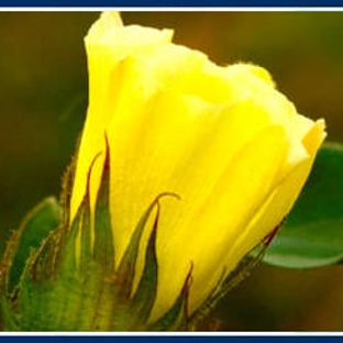 Namoi Cotton Limited