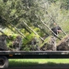 Evergreen Tree Trimming and Removal Service gallery