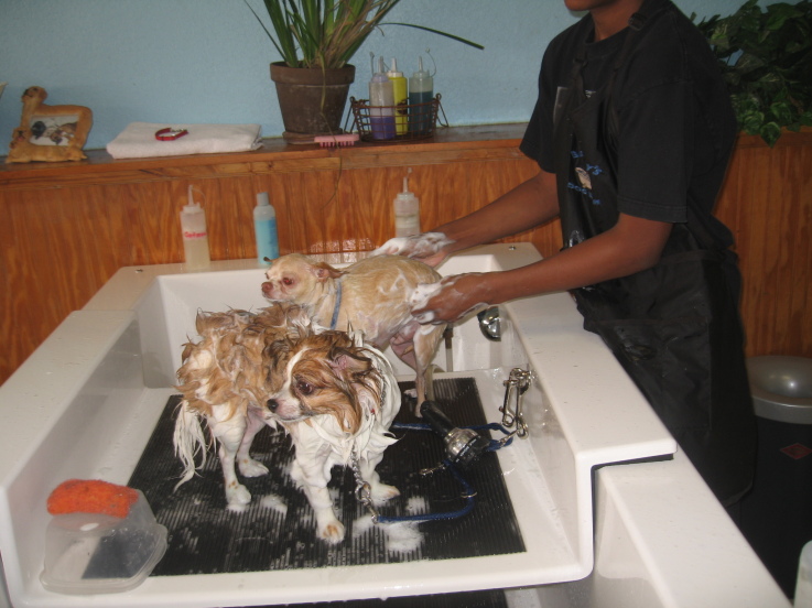 Barkley's Do It Yourself Dog Wash & Professional Groom Spa 524 Northlake Blvd, North Palm Beach ...